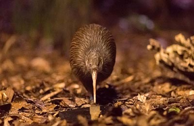 kiwi-video-replacement